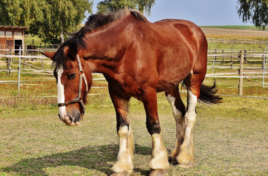 Close-up of a Clydesdale horse standing in a sunny rural pasture with a harness.
