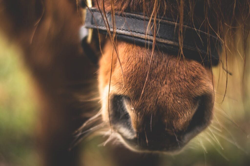 pexels-photo-282893 Detailed close-up view of a brown horse's muzzle and nostril, capturing the texture of its fur and bridle.